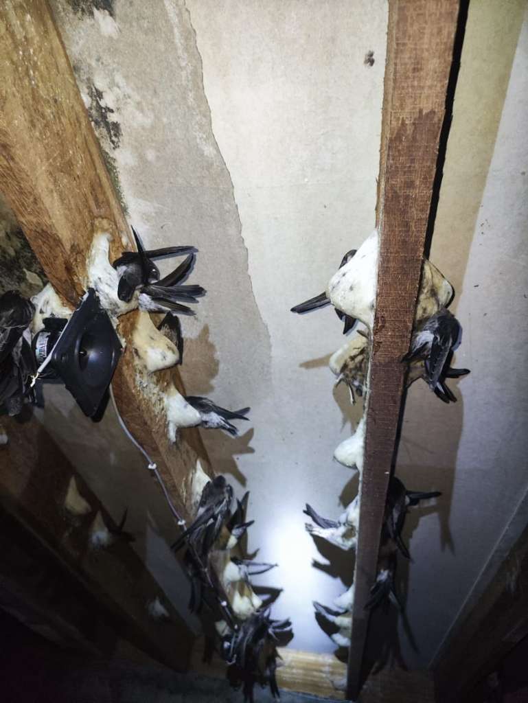 Swiftlet House 4